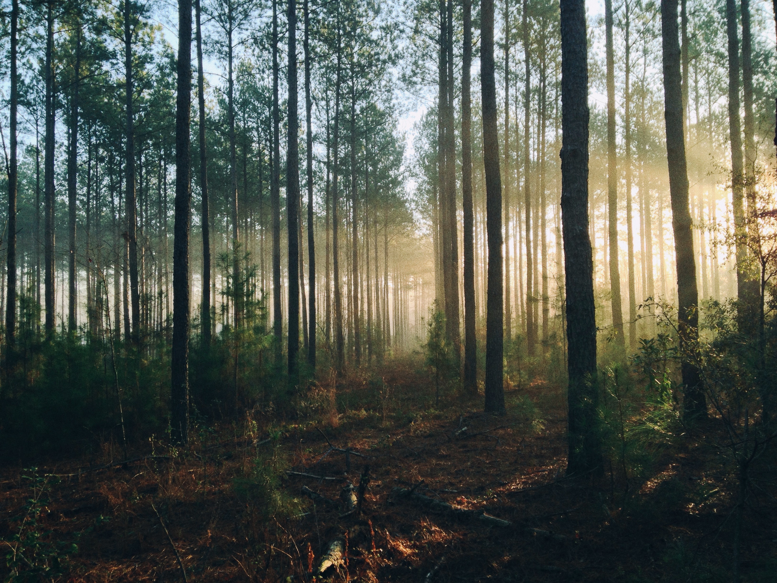 A Trek in The Woods